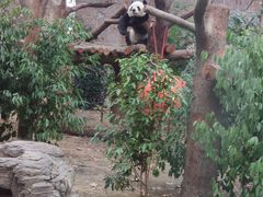 -成都动物园