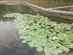 -微山湖红荷湿地景区