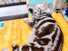 -猫色咖啡·猫咖