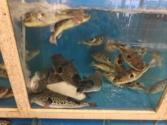 -天正河鲀·河豚亭(大连店)