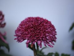 -杭州植物园