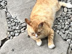 -云里小坐·小院里·团建·宴请·下午茶(三圣乡店)