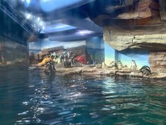 -海合安武汉极地海洋公园