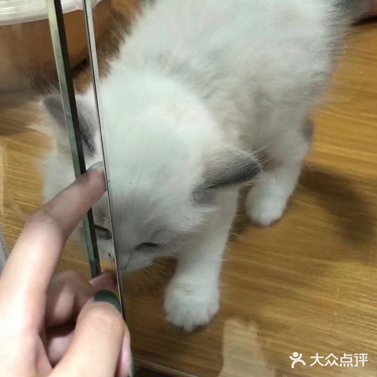 想要带回家的小可爱们！[鬼脸]