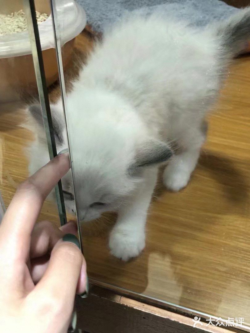 想要带回家的小可爱们！[鬼脸]