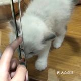 想要带回家的小可爱们！[鬼脸]