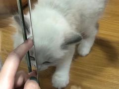 -龟与熊猫宠物公园(南坪店)