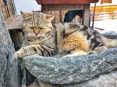 -喵屿·大理花园猫咖