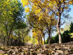 -永定河休闲森林公园