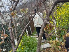 -桃源山庄·水蜜桃采摘·柴火鸡·烧烤团建(龙泉山店)