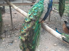 -昆明动物园