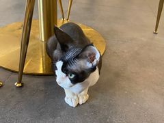 -飞行喵MR PILOT|猫舍·猫咖(静安大融城店)