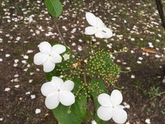 -白塘生态植物园