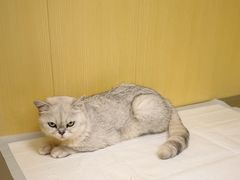 -申普宠物医院·心脏介入·心血管微创(总院)