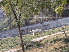 -石家庄市动物园