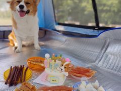 -宠福鑫康馨动物医院·骨科·眼科