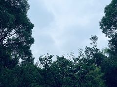 -司徒庙