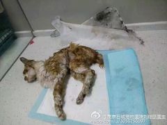 盛京一禾-盛京一禾