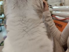 -平行世界·猫咖(首经贸店)