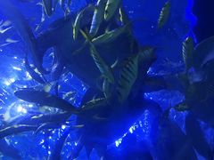 -太平洋海底世界