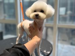 -爱宠屋pet shop·宠物洗澡·宠物美容