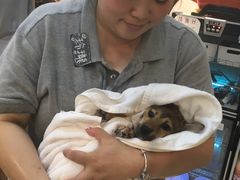 -PETKIT 小佩宠物·低压洗护·美容·寄养(安远店)