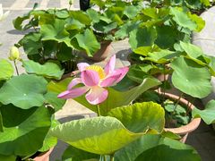 -莲花池公园