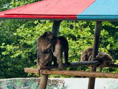 -西霞口神雕山野生动物世界