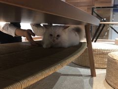 -瞄一喵猫咖(格力海岸店)