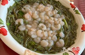 Water Shield and Shrimp