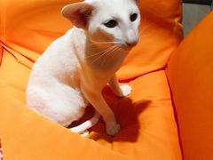 -飞行喵MR PILOT|猫舍·猫咖(静安大融城店)