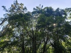 -深圳仙湖植物园