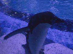 企鹅馆！-上海海昌海洋公园