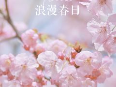 -顾村公园