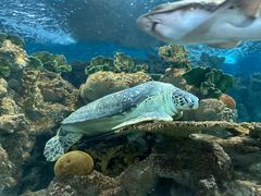-上海海洋水族馆