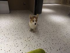 -米宠家·撸猫猫咖小萌宠·猫咪洗澡·猫咪寄养(高新大都荟店)