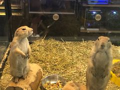 -宠物世家(仲盛世界商城店)