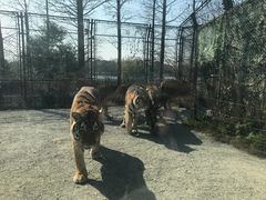 -上海野生动物园老虎餐厅