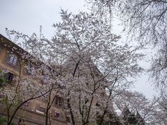 -武汉大学-樱园