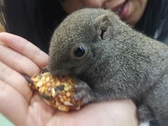 -藦茜花园宠物主题亲子互动体验馆(国顺东路店)