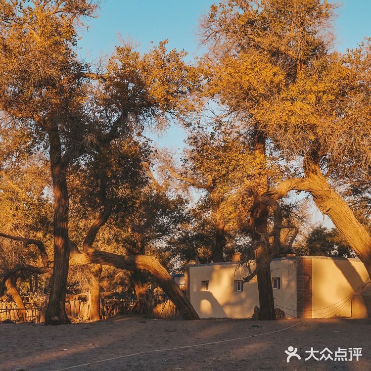 秋天必去的额济纳🍁每年国庆如期而至‼️