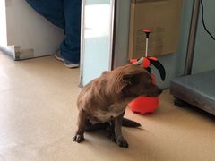 -瑞派·关忠动物医院·猫专科·犬专科(三环新城店)