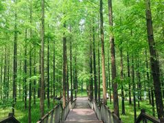 -黄海国家森林公园