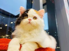 -萌兽医馆·眼科·异宠专科(三里屯店)