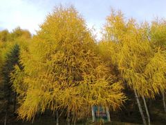 -硗碛藏寨·神木垒景区