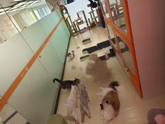 -三花喵·撸猫购宠·宠物生活馆(虹桥南丰城店)
