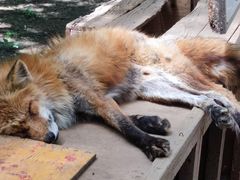 -宫城藏王狐狸村