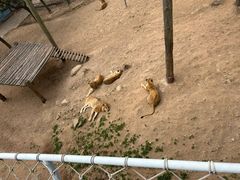 -西霞口神雕山野生动物世界