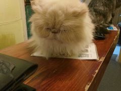 -猫色咖啡·猫咖