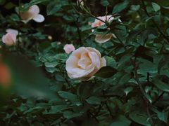 -人民公园(罗湖区)